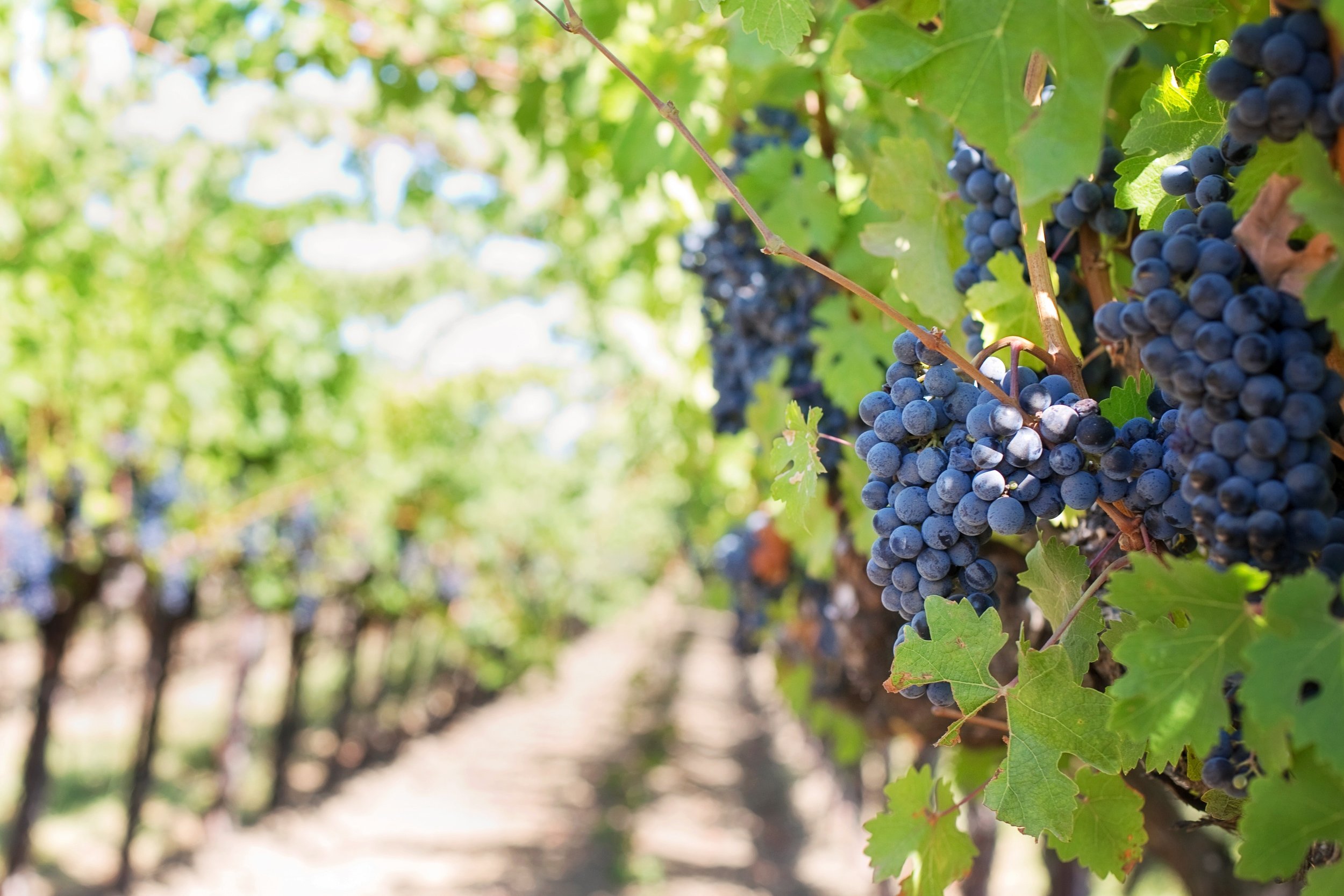 A vineyard with rows of grapevines bearing clusters of ripe purple grapes. Sunlight filters through the leaves, casting a dappled light on the fruit.