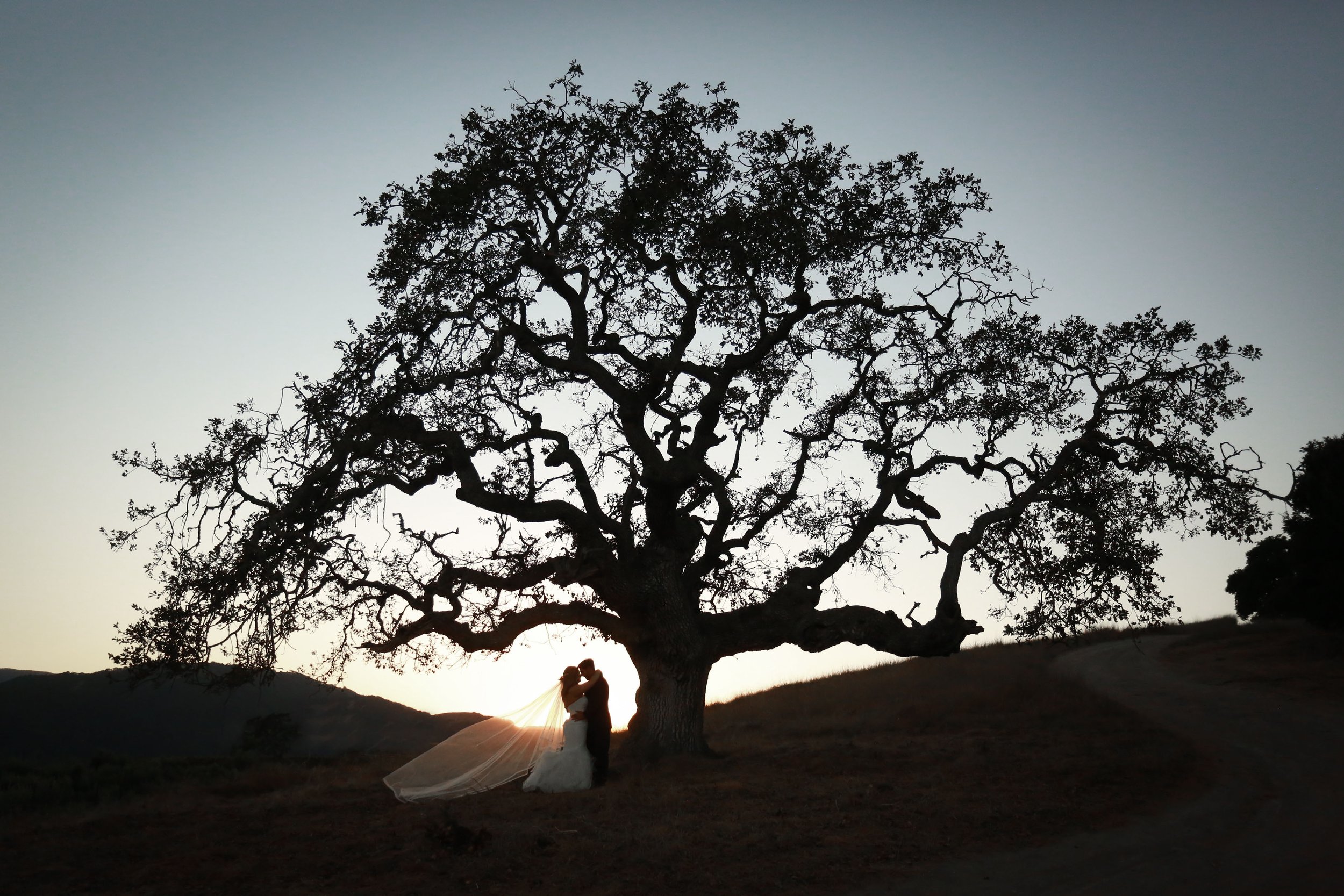 A couple shares a moment beneath a large, sprawling tree at sunset, with the bride's veil gently flowing in the breeze.