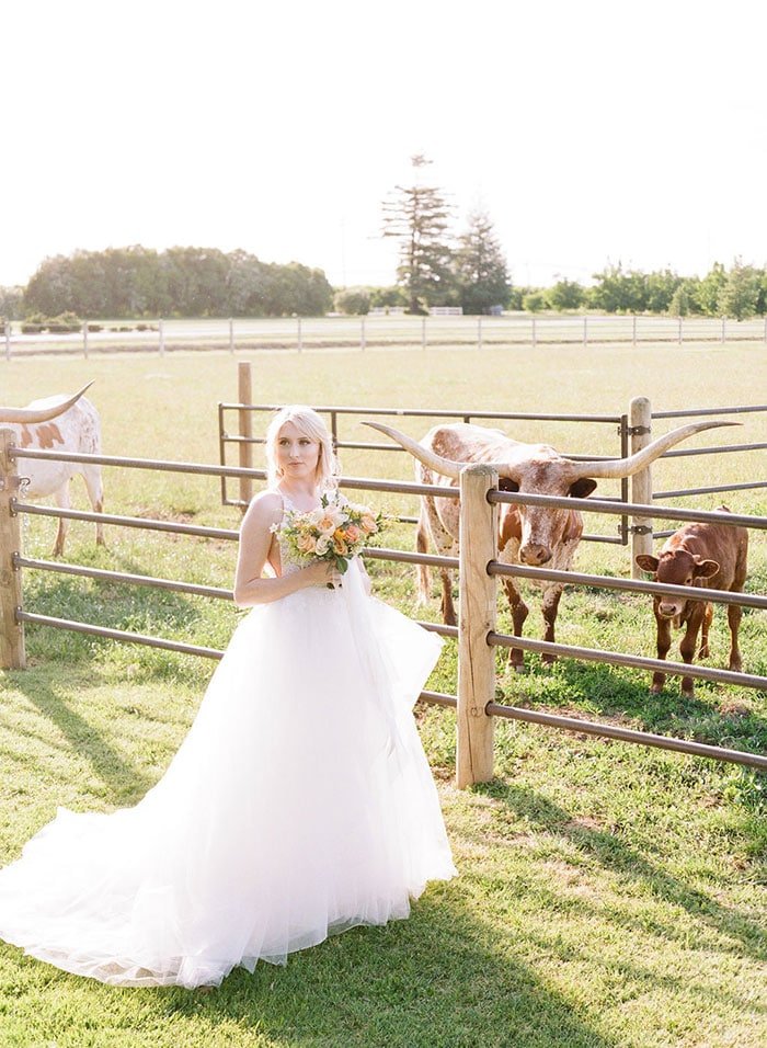 A bride in a white wedding dress holds a bouquet of flowers while standing in front of a wooden fence with several longhorn cattle in a grassy field.