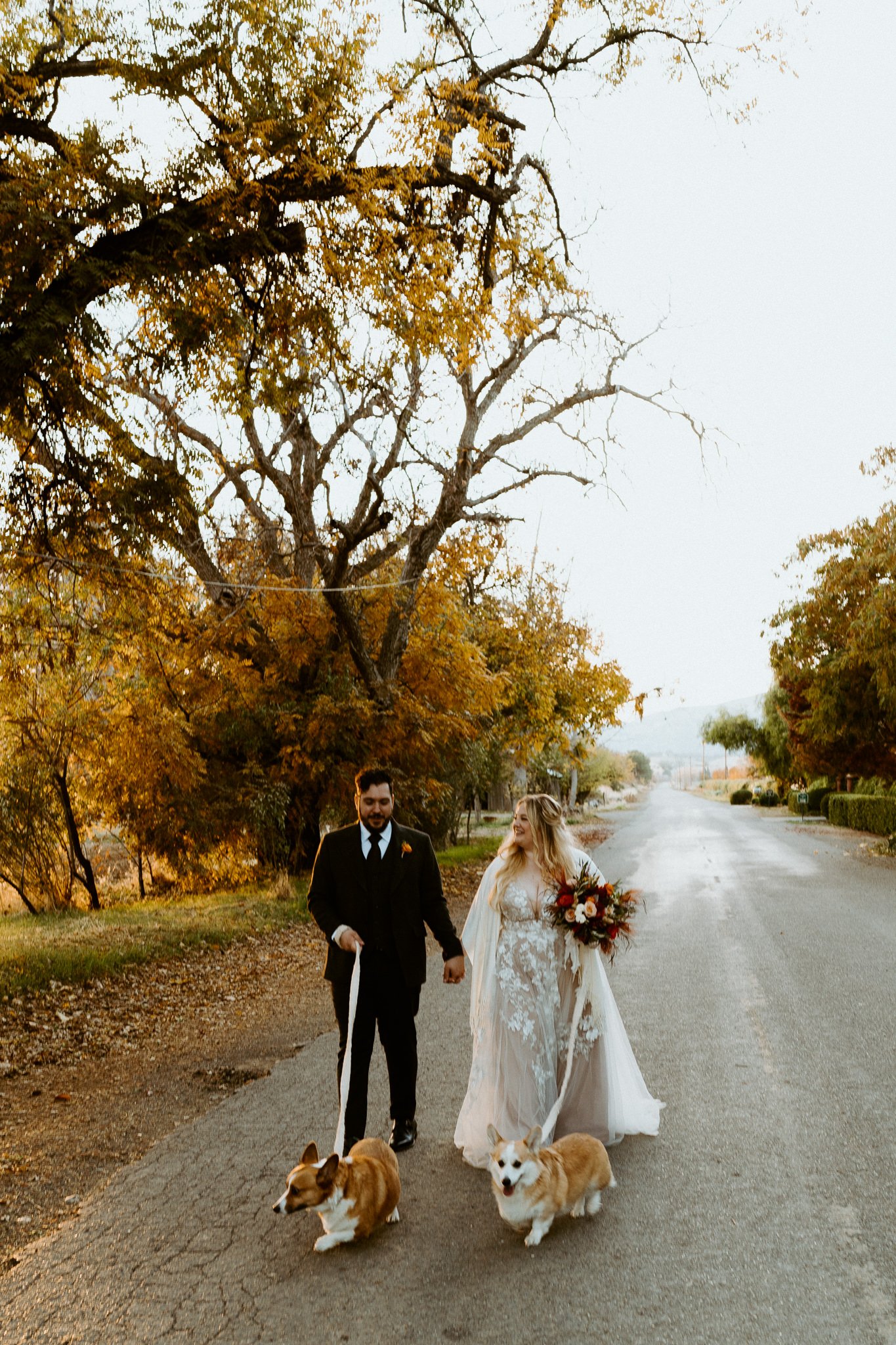 A couple in wedding attire walks down a tree-lined road with two leashed corgis. The woman holds a bouquet and both dogs have their attention turned to something off-camera.