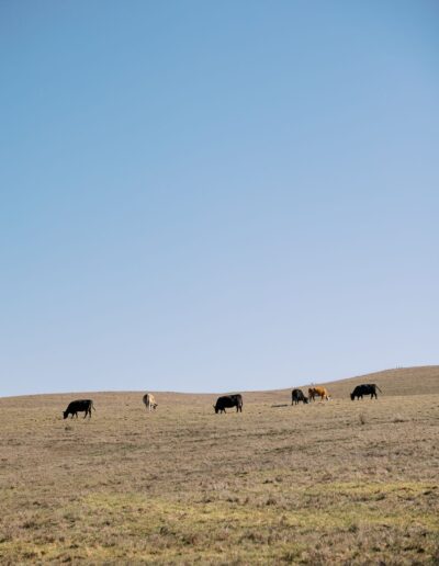 Cows grazing on a grassy hill under a clear blue sky.