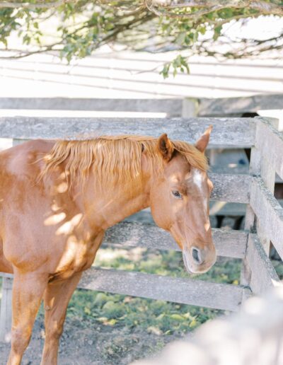 A chestnut horse stands in a wooden fenced enclosure, with dappled sunlight filtering through the leaves above.