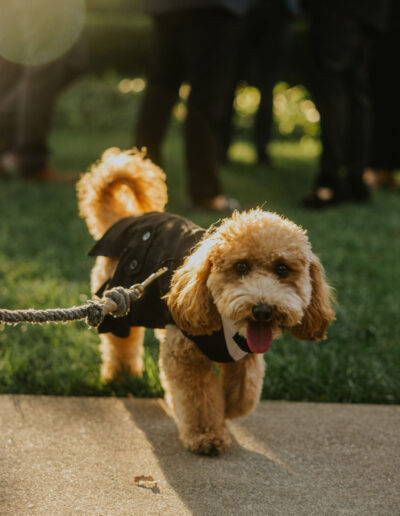 A small brown dog on a leash, wearing a black coat, stands on a sidewalk with grass in the background.