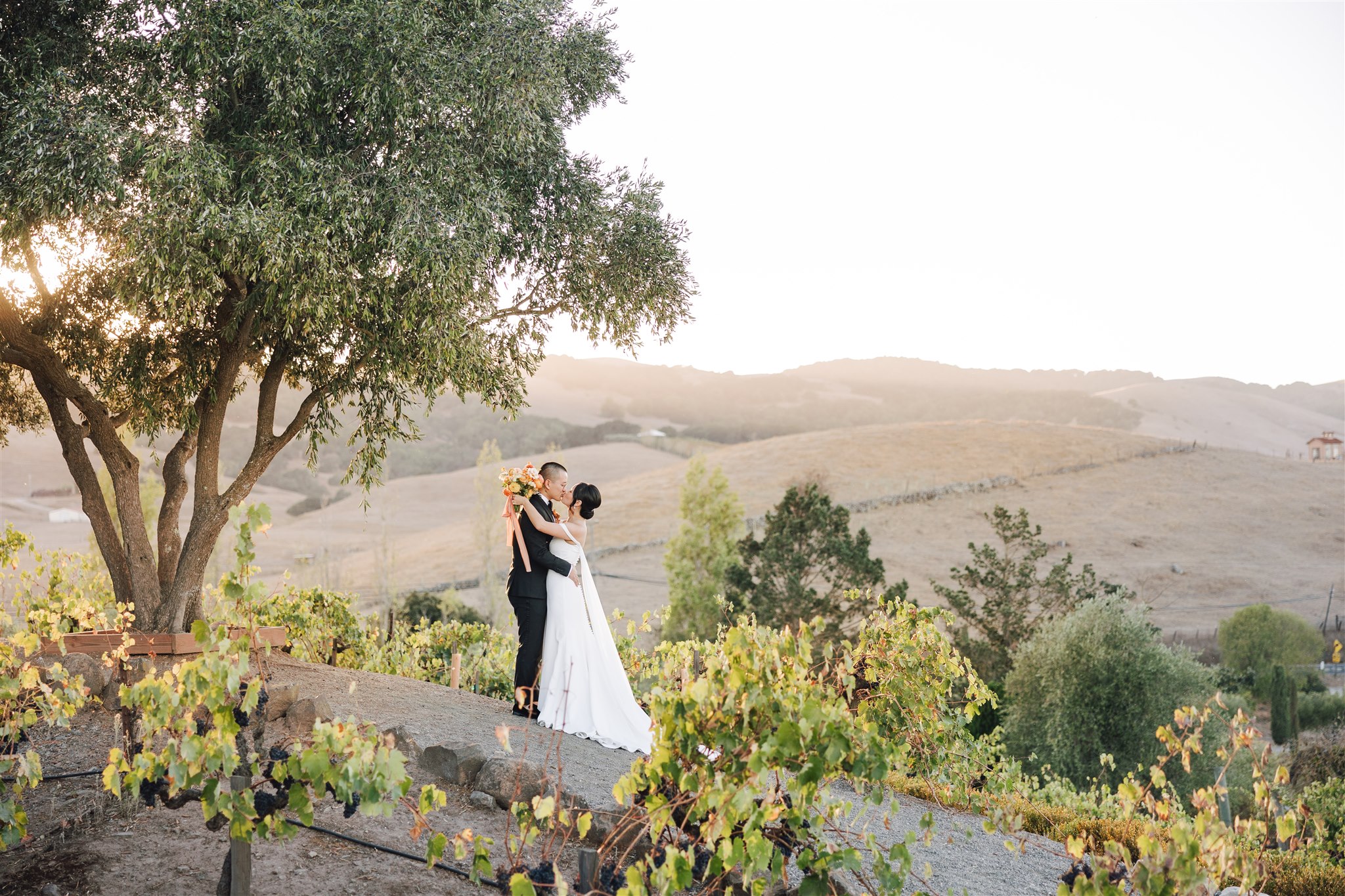 Bride and groom embrace in a vineyard at sunset, surrounded by rows of grapevines and rolling hills.