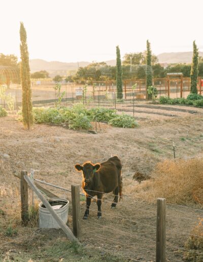 A cow stands near a wooden fence in a sunlit field with scattered trees and garden plots in the background.