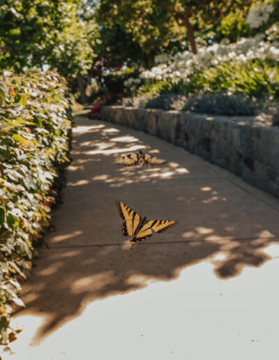 Two yellow and black butterflies flying over a sunlit pathway bordered by greenery and stone walls.