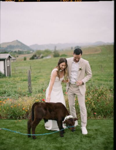 A bride and groom stand on grass in a rural setting, smiling and petting a small brown calf wearing a flower garland.