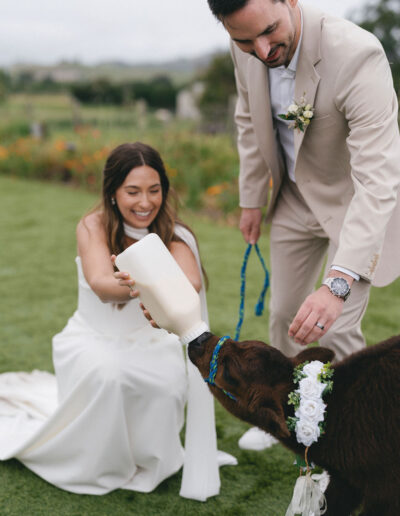 A bride and groom feed a calf with a bottle outdoors; the calf wears a floral garland and the groom holds its leash.